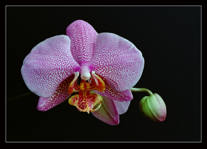 Pink Orchid