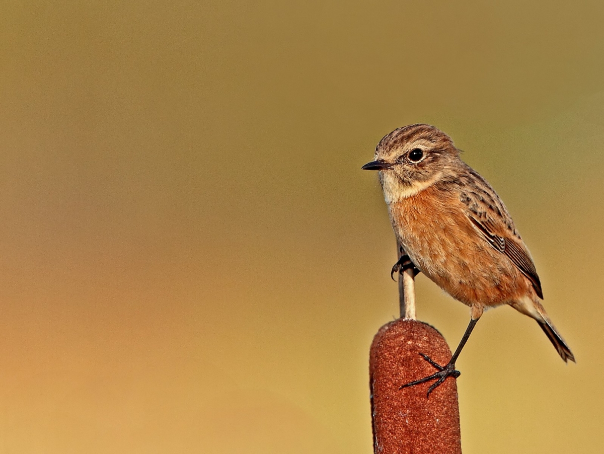 Stonechat1