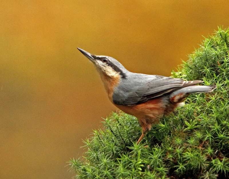 Nuthatch 1