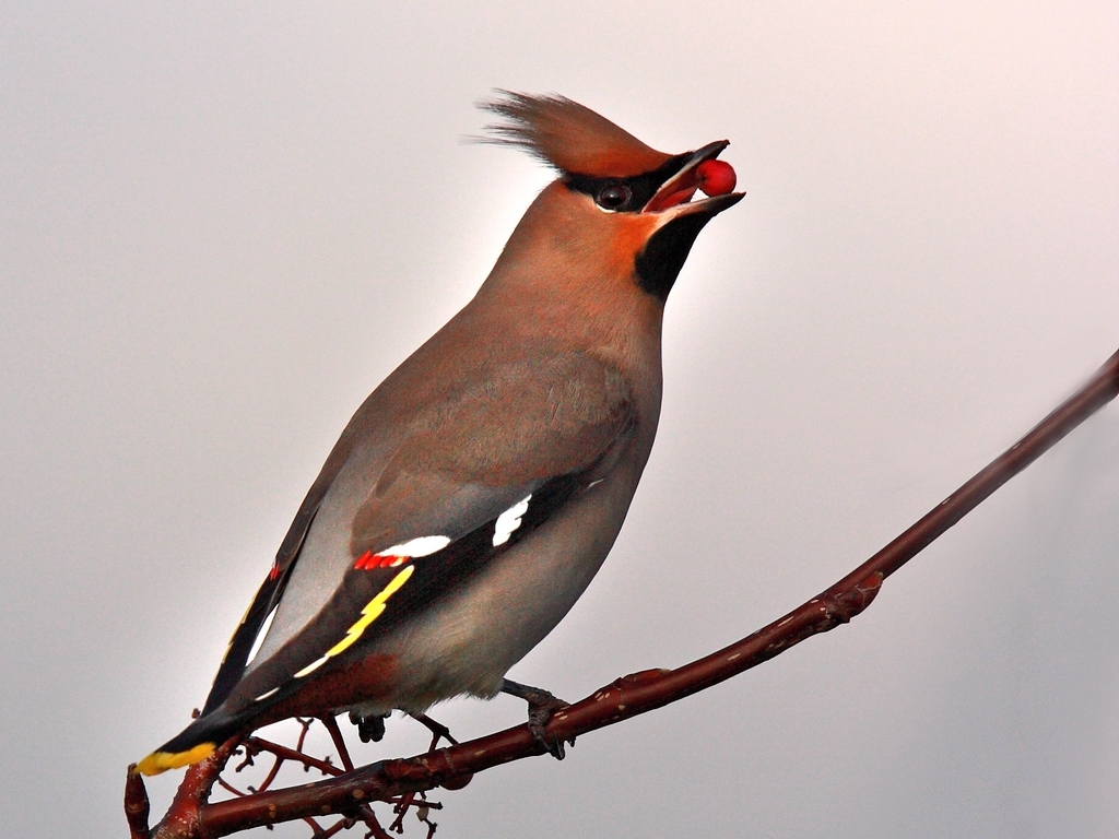 waxwing.