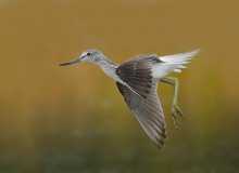 Greenshank