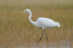 Great-White-Egret