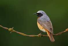 Male Common Redstart