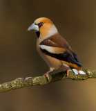 Male-Hawfinch