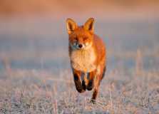 Red Fox