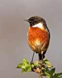 Stonechat 1