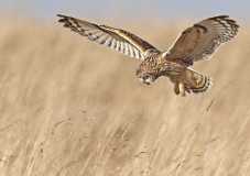 Short Eared Owl   hovering 1