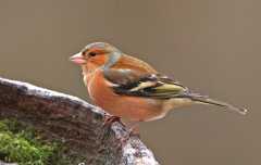 Chaffinch on a frosty log.1