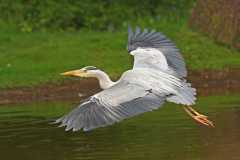 Ron Jones. Heron in flight. 1