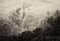 036 Hillside Birch,Peter Richardson