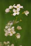 Wood Stitchwort