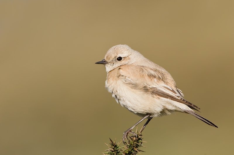 Desert-Wheatear