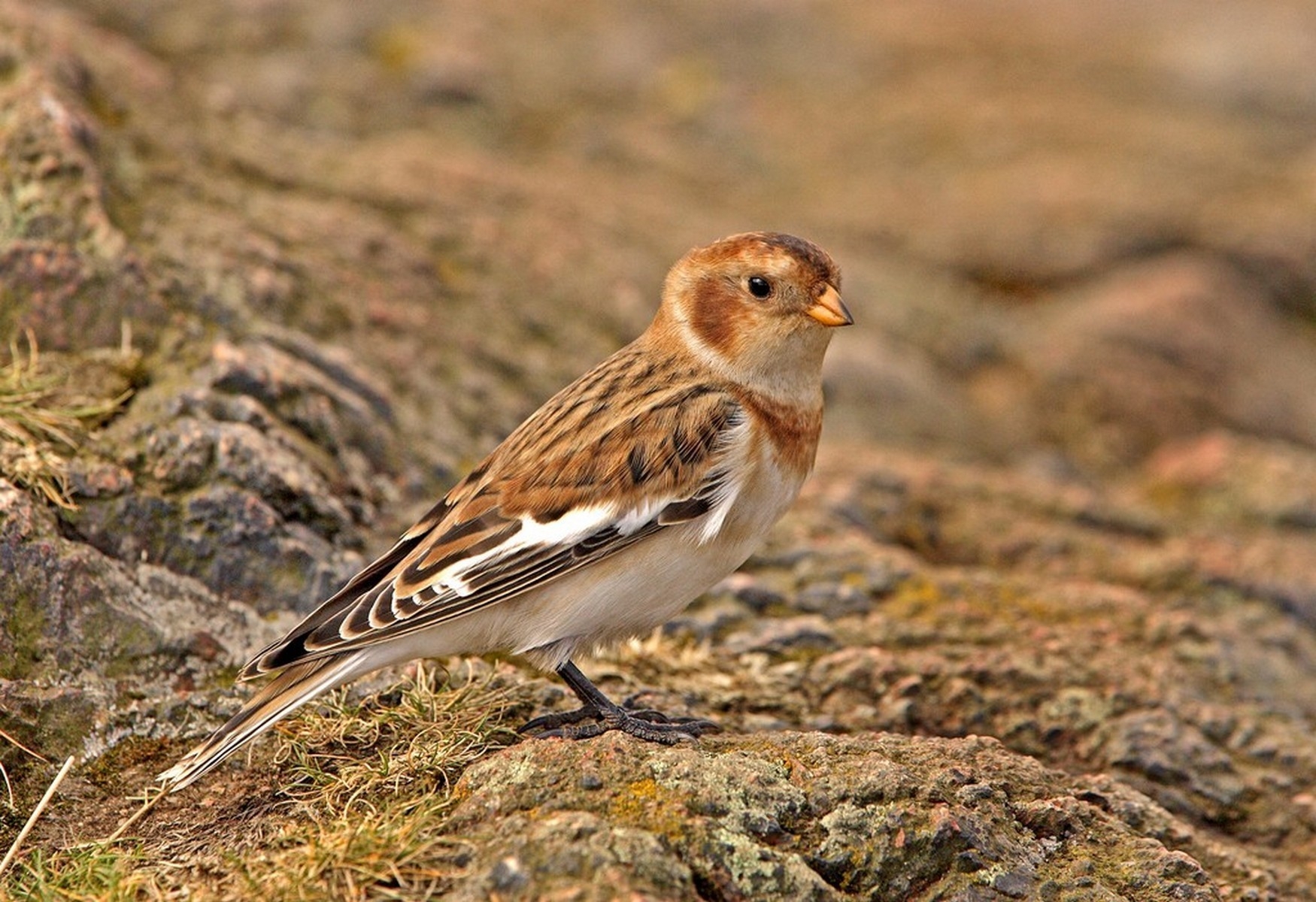 Snow Bunting.1