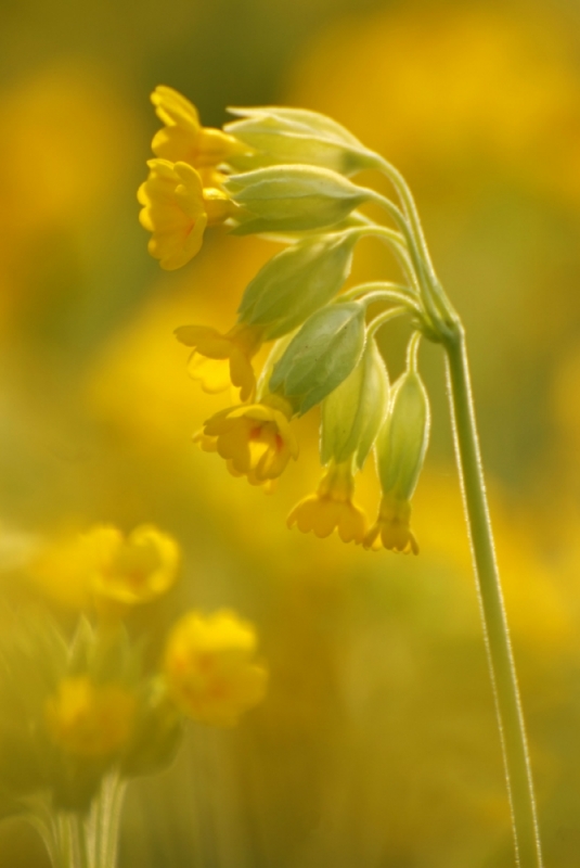 Wood Stitchwort