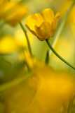 Wood Stitchwort