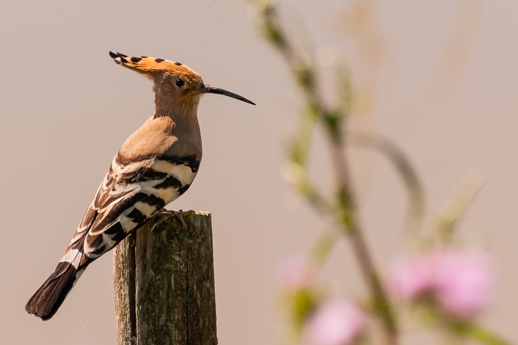 8 Bird on a Stick