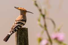 8 Bird on a Stick