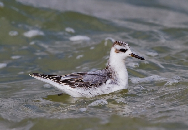 Grey-Phalarope