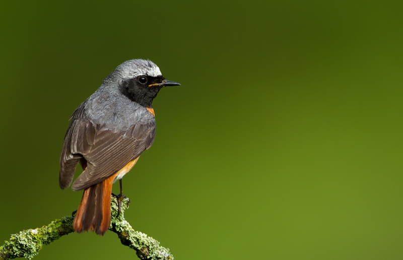 Common-Redstart