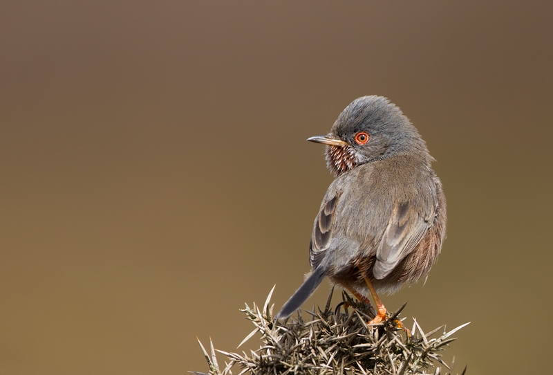 Dartford-Warbler