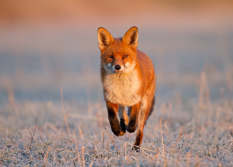 Red Fox