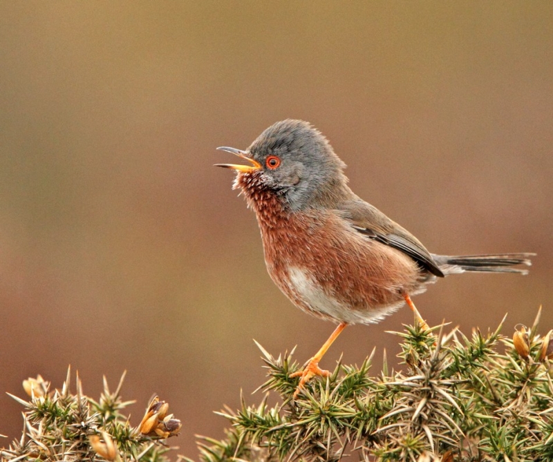 Dartford Warbler 1