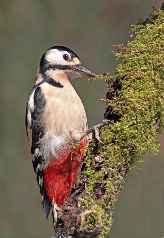 Great Spotted Woodpecker 1