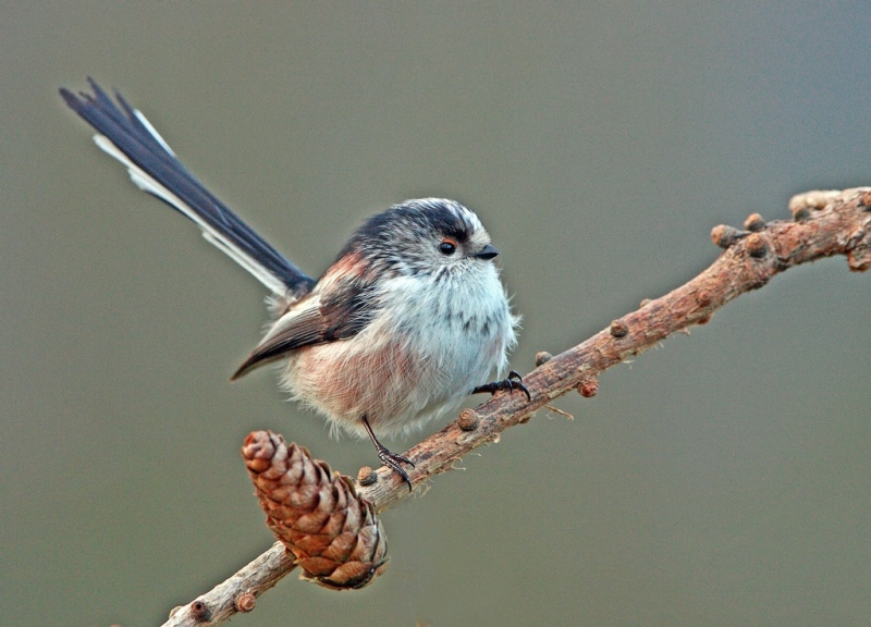 Long Tailed Tit 1