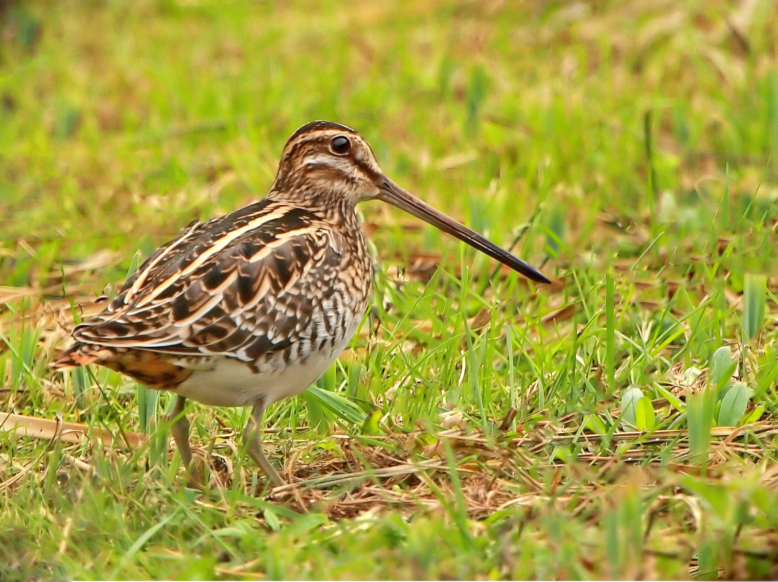 Common Snipe.1. edited-1