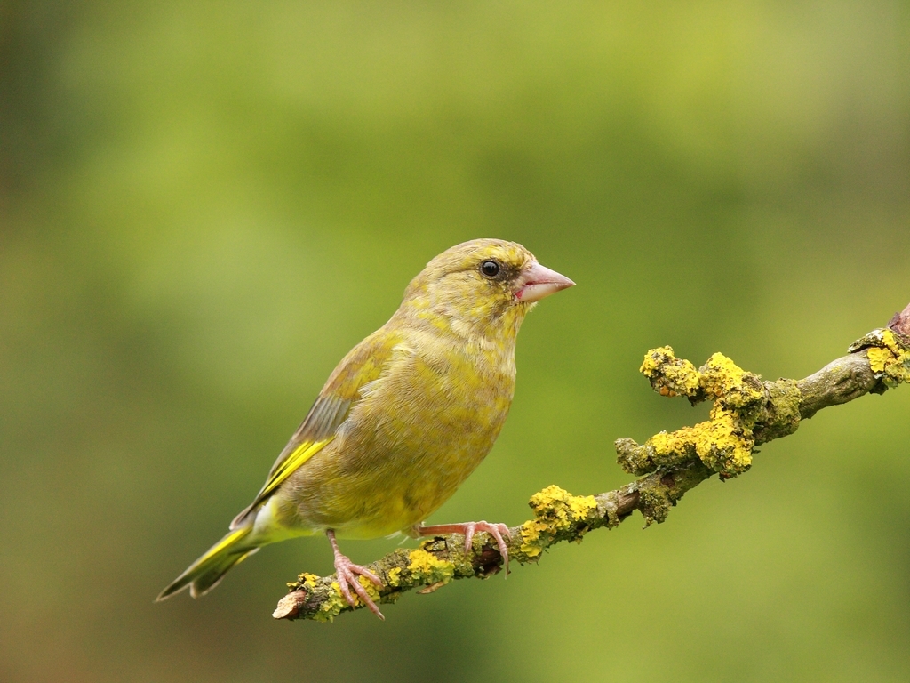 Greenfinch