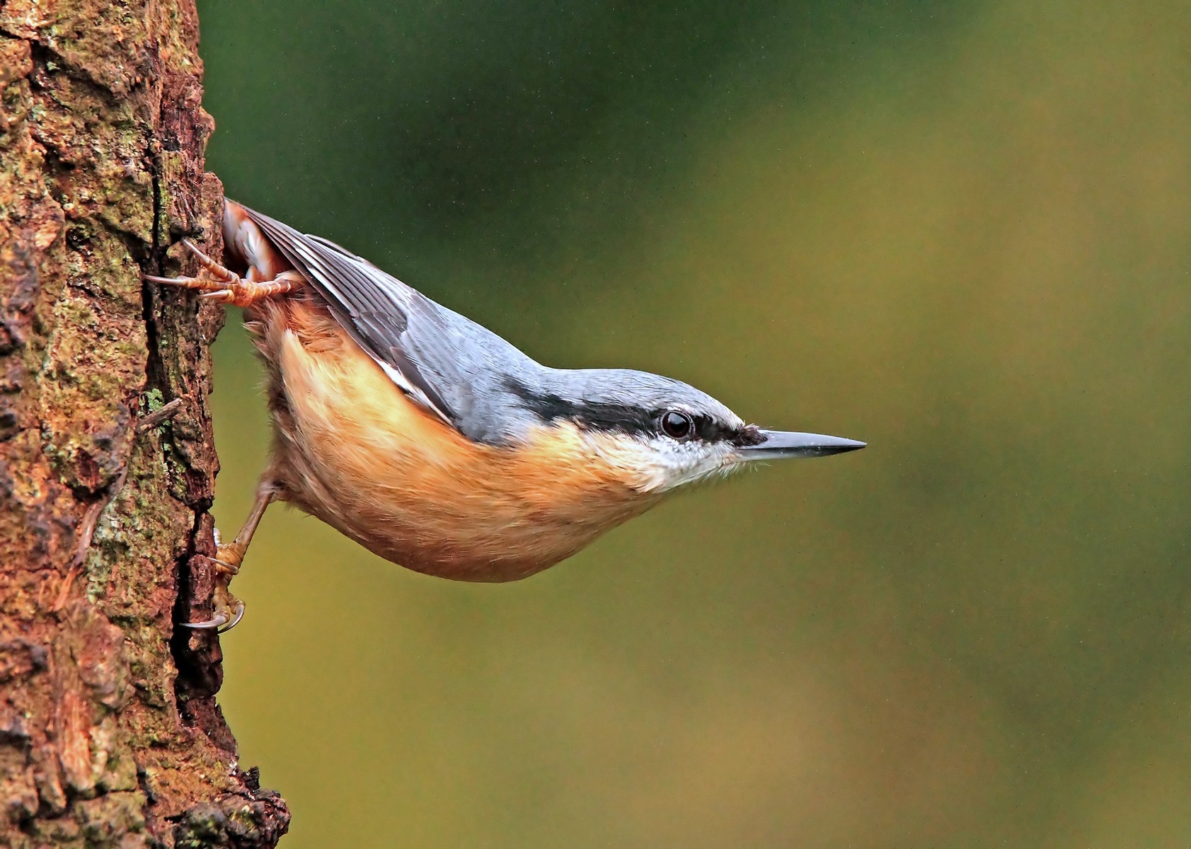 Nuthatch.