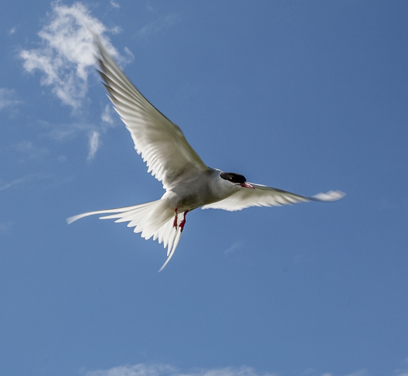 20Arctic Tern