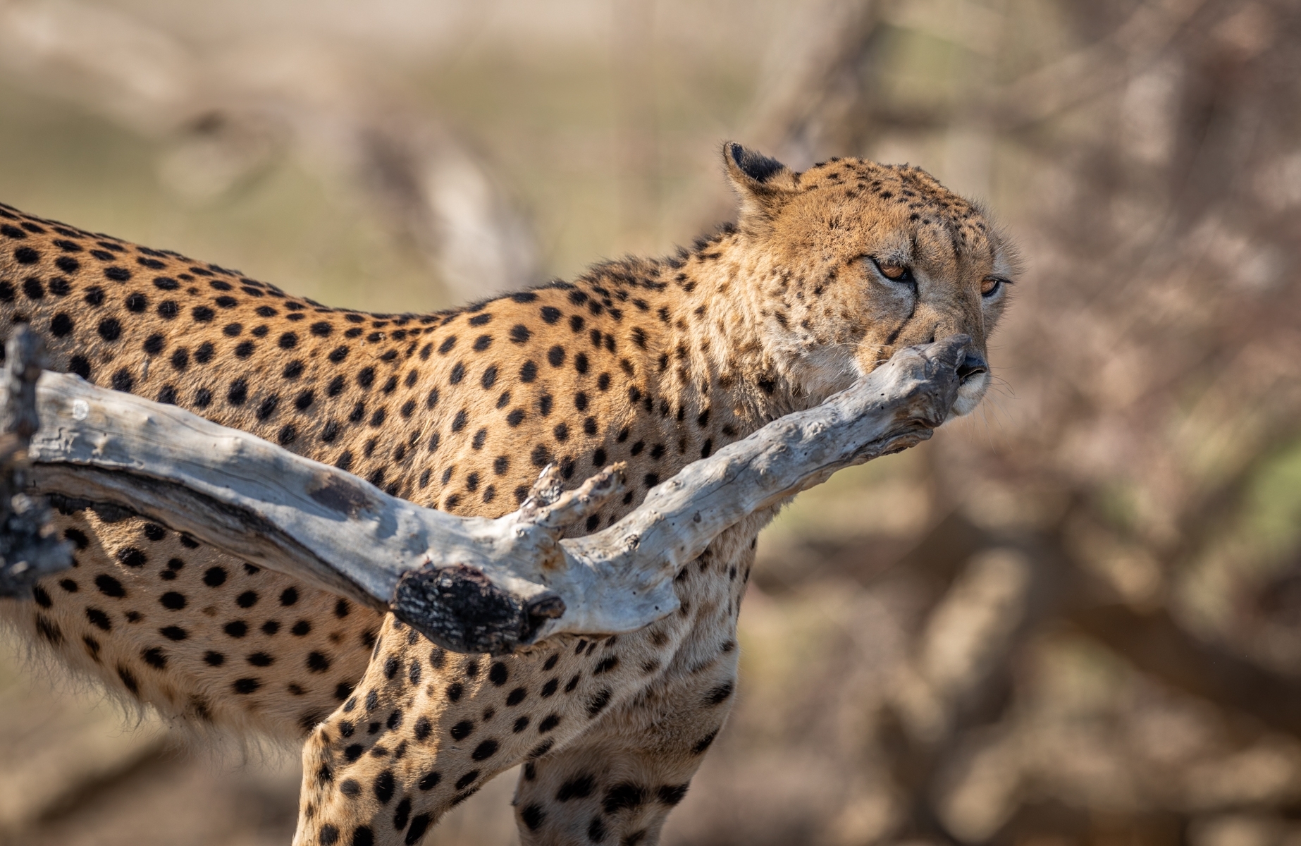010 Sniff Test - Okavango Cheetah