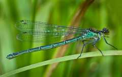 meadow damselfly, small