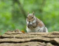 Nuts in May (small)