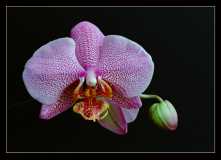 Pink Orchid