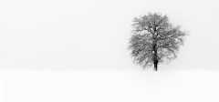 Snowtree