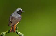 Common-Redstart