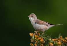 Common-Whitethroat