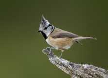 Crested-Tit