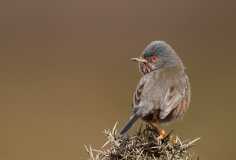 Dartford-Warbler