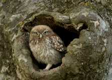 Little-Owl