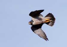 Peregrine-Falcon