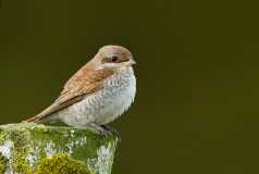 Red-Backed-Shrike