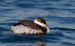 Slavonian-Grebe