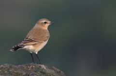 Wheatear