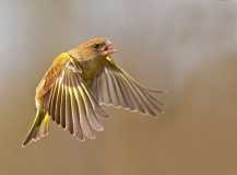 Agressive Greenfinch 1