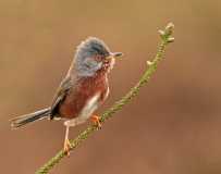 Dartford Warbler1