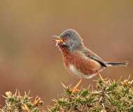 Dartford Warbler 1