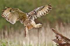 Eagle owl (captive)1